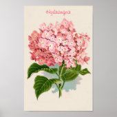 Pink Hydrangea Poster (Vorne)
