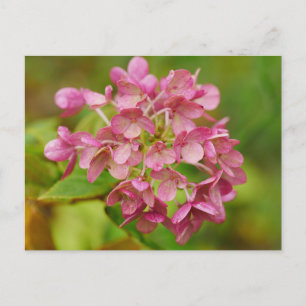 Pink Hydrangea Postkarte