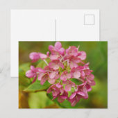 Pink Hydrangea Postkarte (Vorne/Hinten)