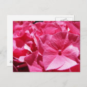 Pink Hydrangea Postkarte (Vorne/Hinten)