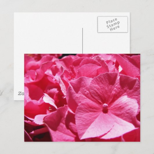 Pink Hydrangea Postkarte (Vorne/Hinten)