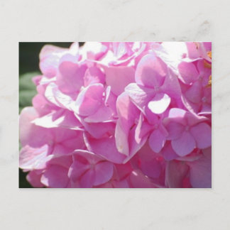 Pink Hydrangea Postkarte