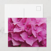 Pink Hydrangea Postkarte (Vorne/Hinten)