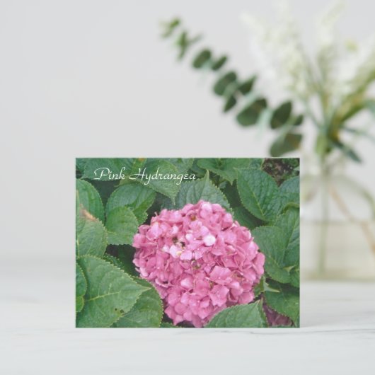 Pink Hydrangea Postkarte (Stehend Vorderseite)