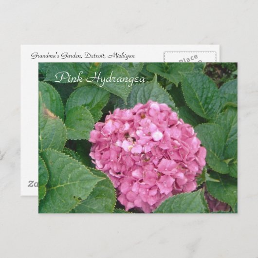 Pink Hydrangea Postkarte (Vorne/Hinten)