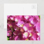 Pink-Hydrangea-Postkarte Postkarte (Vorne/Hinten)
