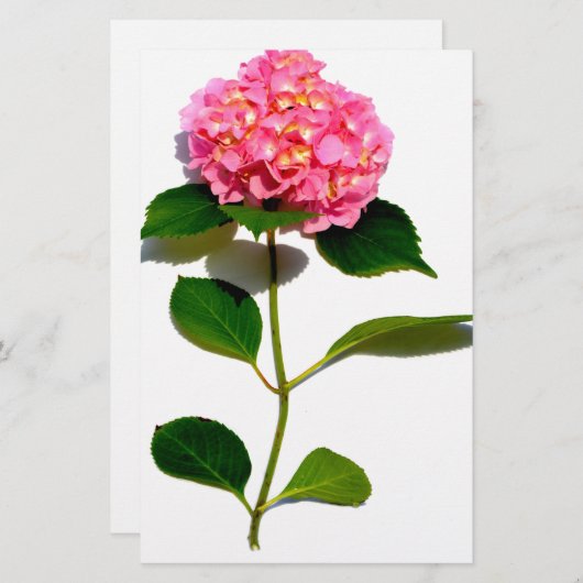 Pink Hydrangea Rosa Blume Rosa Blütenblume Briefpapier (Vorne/Hinten)