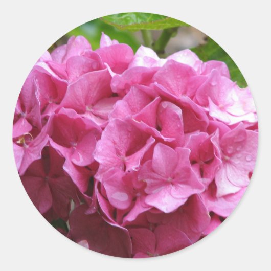 Pink Hydrangea Sticker (Vorderseite)