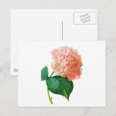 Pink Hydrangea von Pierre Joseph Redoute Postkarte (Vorne/Hinten)