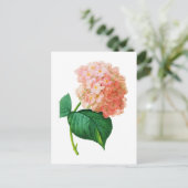 Pink Hydrangea von Pierre Joseph Redoute Postkarte (Stehend Vorderseite)