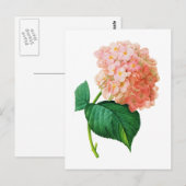 Pink Hydrangea von Pierre Joseph Redoute Postkarte (Vorne/Hinten)
