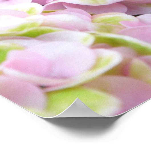 Pink Hydrangeas Poster (Ecke)