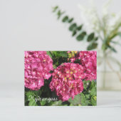 Pink Hydrangeas Postkarte (Stehend Vorderseite)