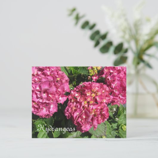 Pink Hydrangeas Postkarte (Stehend Vorderseite)
