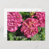Pink Hydrangeas Postkarte (Vorne/Hinten)