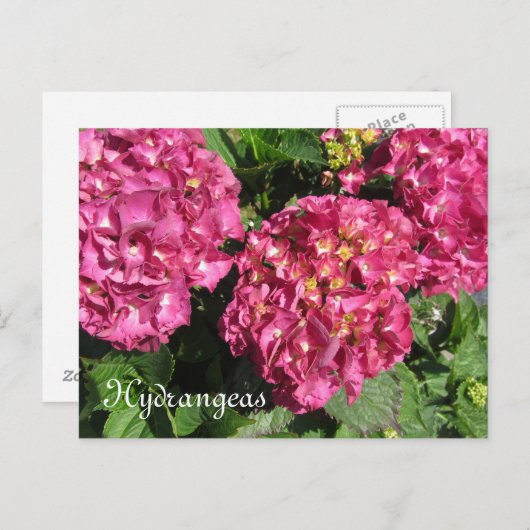 Pink Hydrangeas Postkarte (Vorne/Hinten)