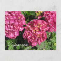 Pink Hydrangeas