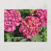 Pink Hydrangeas Postkarte (Vorderseite)