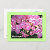 Pink Hydrangeas Postkarte (Vorne/Hinten)