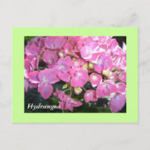 Pink Hydrangeas Postkarte (Vorderseite)