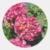 Pink Hydrangeas Runder Aufkleber (Vorderseite)