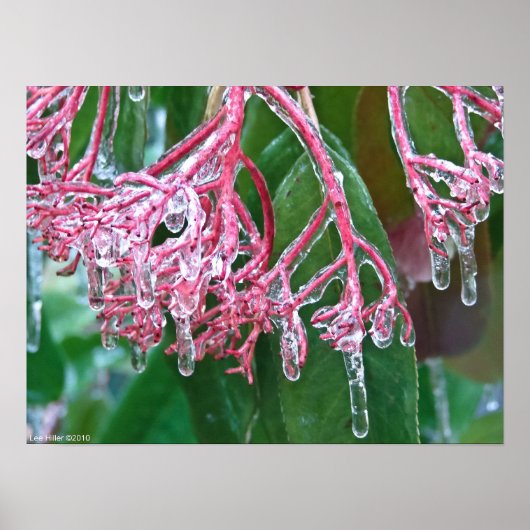 "Pink Ice" im Winter Storm Poster (Vorne)