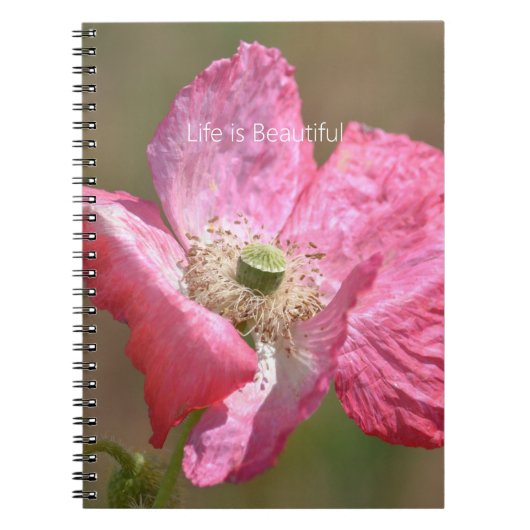 Pink Iceland Poppy Flower (my photography) Notizblock (Vorderseite)