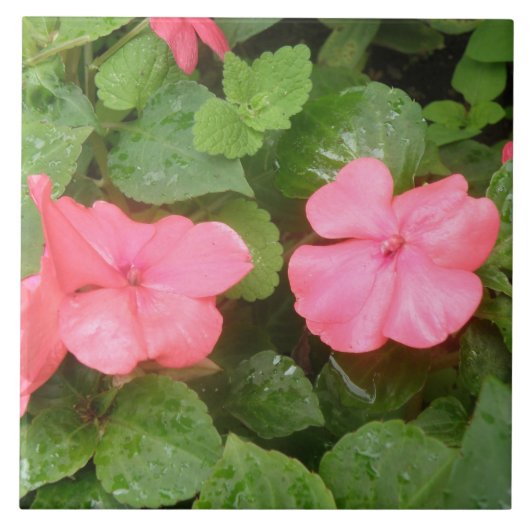 Pink Impatians Blume Tile Fliese (Vorderseite)