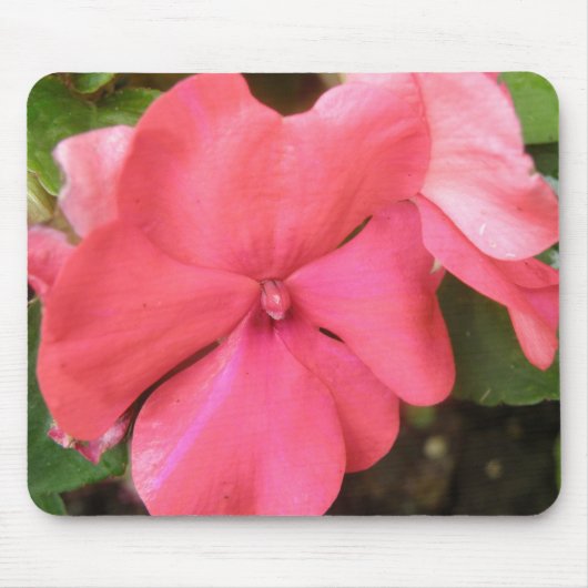 Pink Impatiens Blume Macro Mousepad (Vorne)