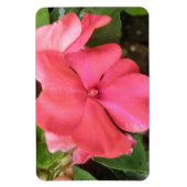 Pink Impatiens Blume Macro Premium Magnet (Vertikal)