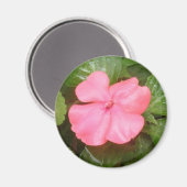 Pink Impatiens Blume Magnet (Vorderseite/Rückseite)