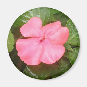 Pink Impatiens Blume Magnet