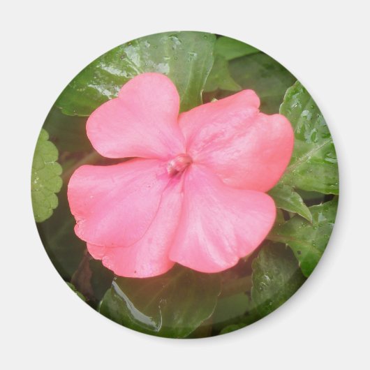 Pink Impatiens Blume Magnet (Vorne)