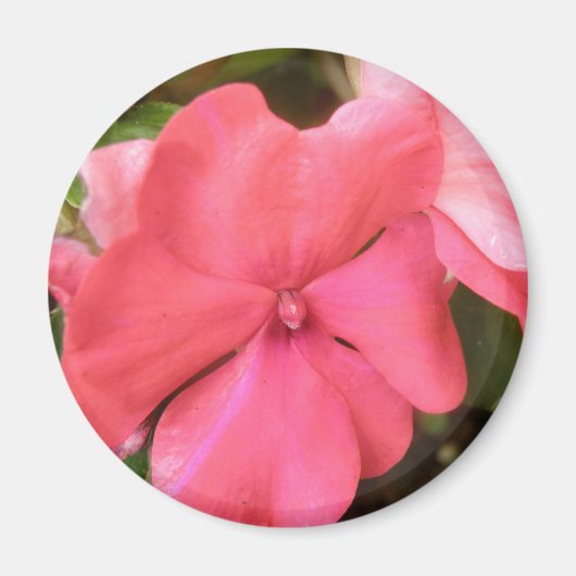 Pink Impatiens Blume Makro Magnet (Vorne)