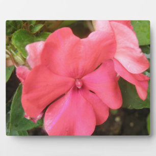 Pink Impatiens Blume Makro Plaque Fotoplatte