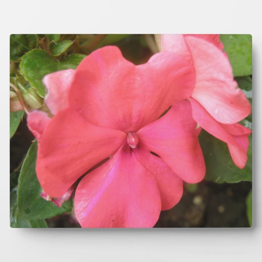 Pink Impatiens Blume Makro Plaque Fotoplatte (Vorderseite)