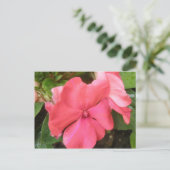 Pink Impatiens Blume Makro Postkarte (Stehend Vorderseite)