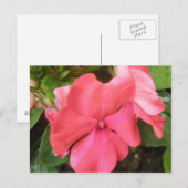 Pink Impatiens Blume Makro Postkarte (Vorne/Hinten)