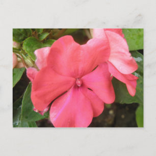 Pink Impatiens Blume Makro Postkarte