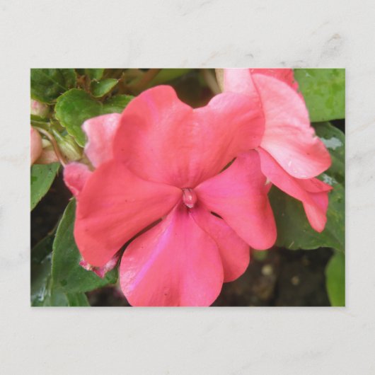 Pink Impatiens Blume Makro Postkarte (Vorderseite)