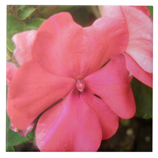 Pink Impatiens Blume Makro Tile Fliese (Vorderseite)