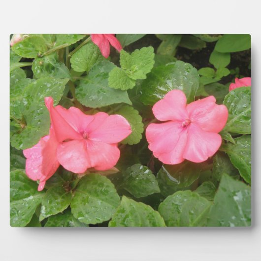 Pink Impatiens Blume Plaque Fotoplatte (Vorderseite)