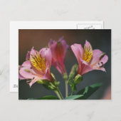 Pink Inca Lily Blume und Bedeutung Postkarte (Vorne/Hinten)