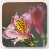 Pink Inca Lily Blume und Bedeutung Untersetzer (Vorderseite)