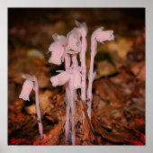 Pink Indian Pipe Ghost Blume Poster (Vorne)