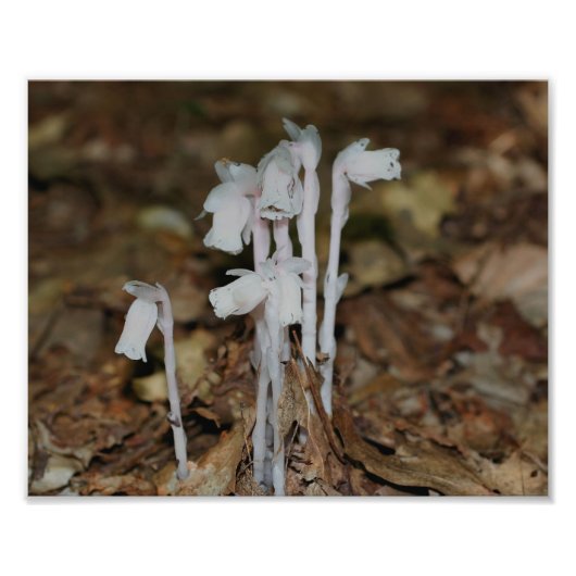 Pink Indian Pipe Mushroom Blume Fotodruck (Vorne)