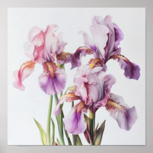 Pink Ire Blume Art Print Poster