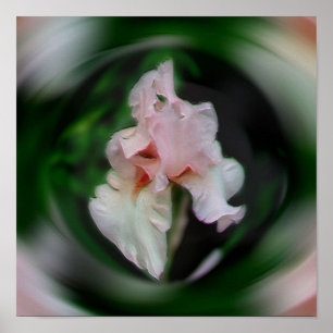 Pink Iris Blume Abstrakte Kunst Poster
