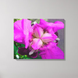 Pink-Iris-Leinwand Leinwanddruck