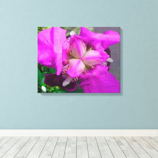 Pink-Iris-Leinwand Leinwanddruck (Insitu (Holzboden))